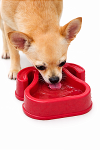 Comedouro/Bebedouro para Cachorros 150ml