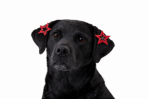 2 Apliques Adesivos Para Penteado Pet (Estrela)