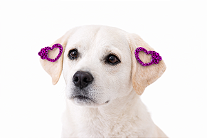 2 Apliques Adesivos Para Penteado Pet (coração)