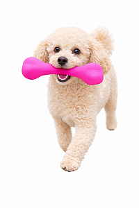 Brinquedo para Pet (Com Apito)