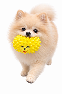 Brinquedo para Pet (Com Apito)