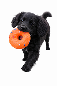 Brinquedo para Pet (Com Apito)