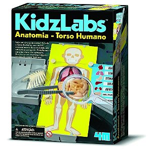 Brinquedo Educativo Anatomia Torso Humano  4m