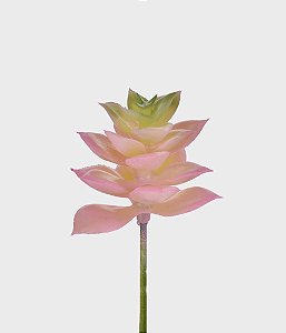 Suculenta Jade 9,5cm - Rosa