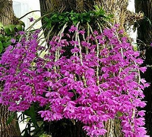 Dendrobium Anosmum Tipo - Adulto