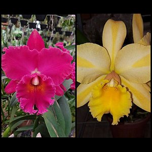 Cattleya Híbrida Misteriosa com espata - Orquidário Suzuki