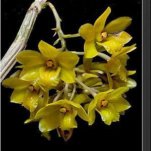 Dendrobium Ionopus - Adulto