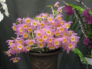 Dendrobium Loddigesii - Pre Adulta