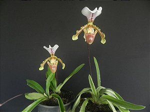Paphiopedillum Insigne - Adulto
