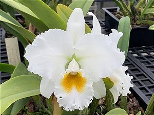 Cattleya Burdekin Bride - Adulta