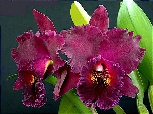 Blc. Chia Lin 'New City' - Adulta