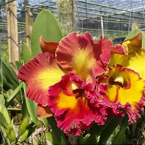 Blc. Chomthong Fancy - Limitada