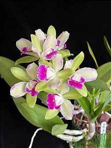Blc. Village Chief North 'Green Elfin' - Adulta