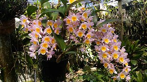 Dendrobium Rosy Cluster - Adulta