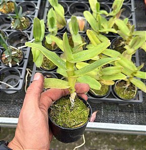 Robiquetia Cerina Amarela - Tamanho 3