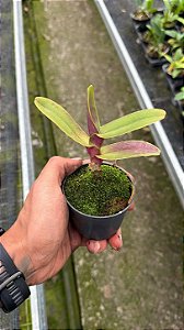 Robiquetia Cerina Vermelha - Tamanho 3