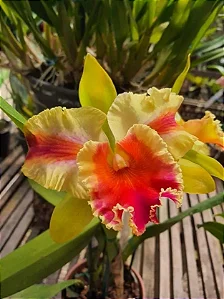 Blc. Amazing Thailand 'Gold Star' - Limitada