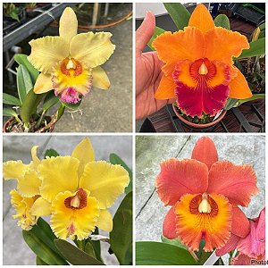 Blc. (Mirian Suzuki x Rodrigo Suzuki) - Adulta