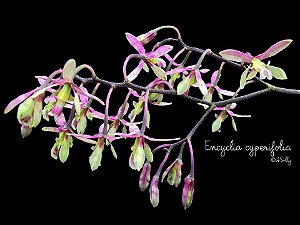 Encyclia Cyperifolia - Tamanho 3