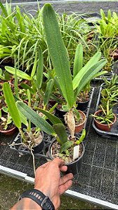 Laelia Purpurata Carnea - Pre Adulta