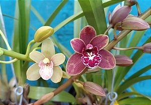 Cymbidium Spark Sprite 'Sylvia' - Adulta