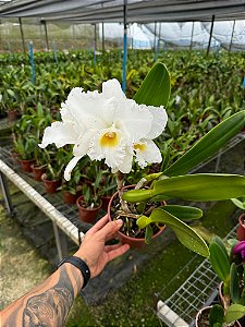 Cattleya (Mildred Rives x Suzuki's Charm) - Adulta