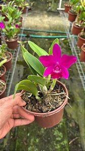 Cattleya Isabelle Stone - Adulta