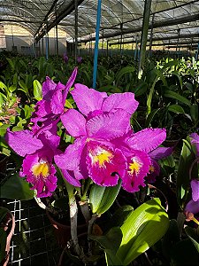Blc. Hsinying Pink Doll - Adulta