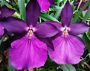 Miltonia Moreliana Tipo - Adulta