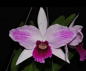 Laelia Purpurata Striata - Adulta