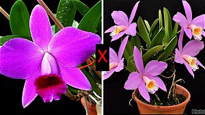 Laelia (Pumitans x Jongheana) - Pré Adulta