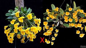 Dendrobium (Jenkinsii x Lindleyi Majus) - Pré Adulto