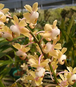 Aerides Odorata "Yellow" - Tamanho 3