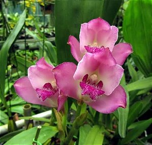 Bifrenaria Tyrianthina - Tamanho 3