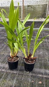 Cymbidium Cricket - Pre Adulta