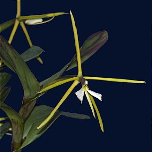 Epidendrum Tridens - Pré Adulto