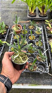Angraecum Didieri - Pré Adulto