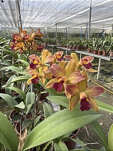Lc. Samba Lemon Drop - Adulta
