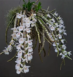 Dendrobium Cretaceum - Pre Adulto