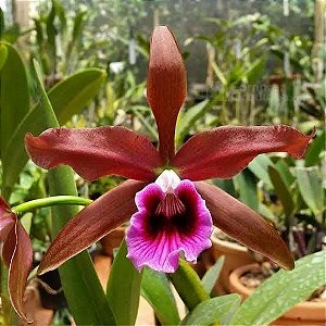 Laelia Tenebrosa Rubra - Adulta