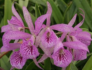Bc. Maikai Mayumi - Adulta (cuia)