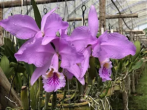 Cattleya Warneri - Tamanho 3 (Pote 10)