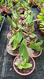 Cattleya Warneri - Pre Adulta (Cuia)