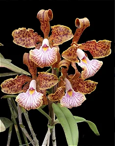 Cattleya Velutina - Tamanho 3 (Pote 10)