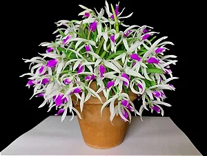 Leptotes Bicolor - Pré Adulto (Pote 10)
