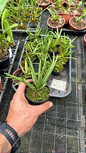 Leptotes Bicolor - Pré Adulto (Pote 7)