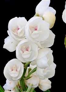 Peristeria Elata - Pré Adulta (Vaso 15)