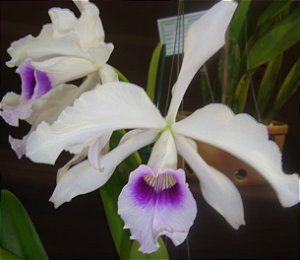 Laelia Purpurata Anelata (Cor Roxo Bispo) - Adulta
