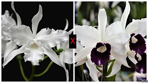 Laelia (Lobata Alba x Purpurata Roxo Violeta) - Pré Adulta