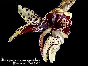 Stanhopea Tigrina Nigroviolacea - Tamanho 3